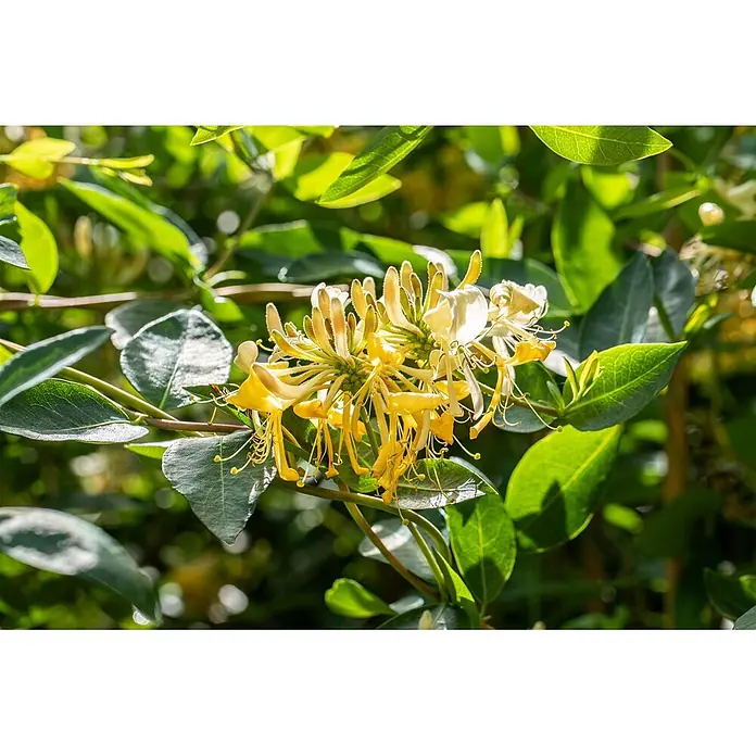 Pflanzen für dich Ziersträucher-Mix 40-60 cm - Lonicera caprifolium - Gelbe und weiße Geißblattblüten in voller Blüte zwischen grünen Blättern.