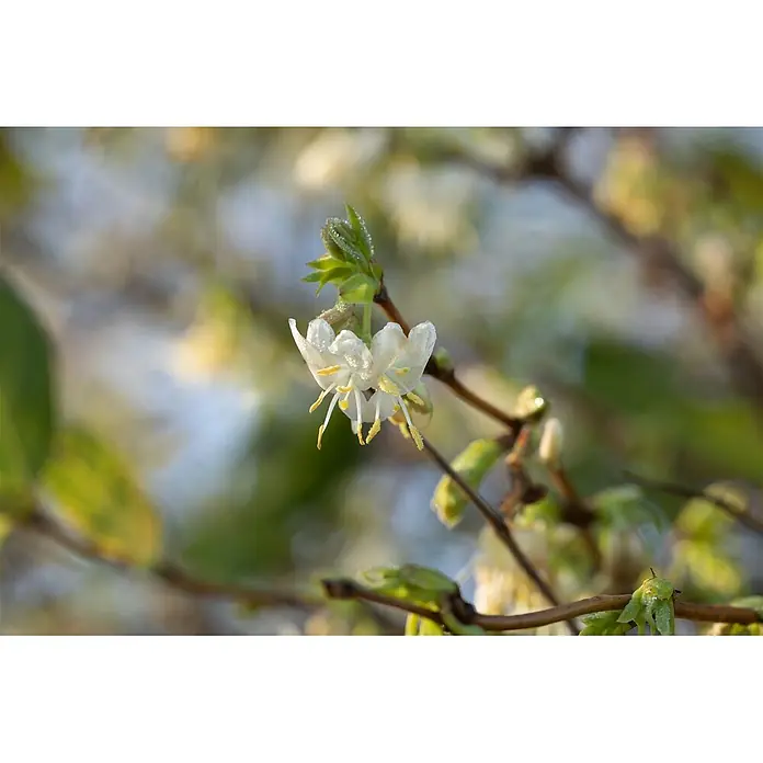 Pflanzen für dich Ziersträucher-Mix Purpus-Heckenkirsche 40-60 cm - Lonicera purpusii - Nahaufnahme einer kleinen weißen Blüte mit auffälligen gelben Staubgefäßen, die an einem Zweig mit neuen grünen Blättern und Wassertropfen blüht.