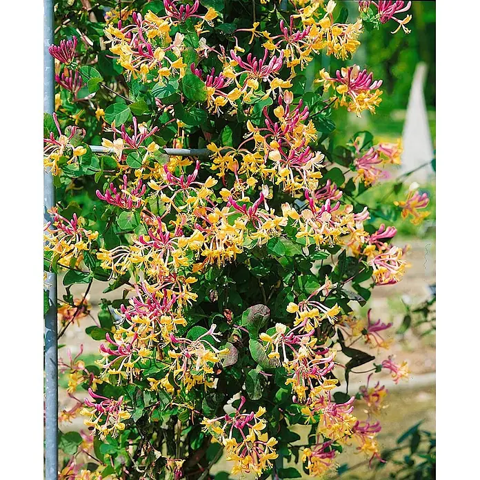 Pflanzen für dich Ziersträucher-Mix 60-100 cm - Lonicera caprifolium - Geißblatt-Ranke mit gelben und pinkfarbenen Blüten, die an einem Metallspalier hochrankt.