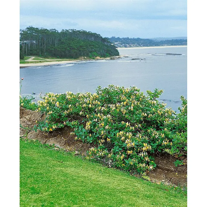 Pflanzen für dich Ziersträucher-Mix 40-60 cm - Lonicera caprifolium - Üppiger Blütenstrauch mit gelben und weißen Blüten an einem Hang, mit Blick auf eine Bucht mit Sandstrand.