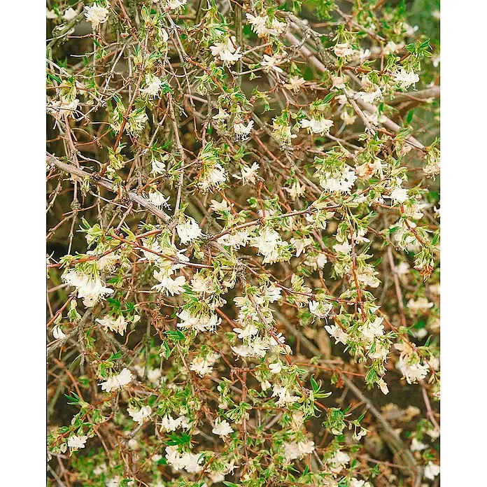 Pflanzen für dich Ziersträucher-Mix Purpus-Heckenkirsche 40-60 cm - Lonicera purpusii - Blühender Strauch mit kleinen weißen Blüten und grünen Blättern.