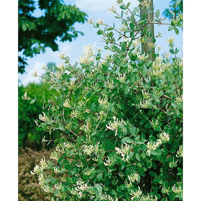 Pflanzen für dich Ziersträucher-Mix 40-60 cm - Lonicera caprifolium - Eine lebendige Heckenkirschenpflanze mit üppig grünen Blättern und zahlreichen weißen Blüten, die im Freien blüht.