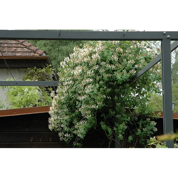 Pflanzen für dich Ziersträucher-Mix 40-60 cm - Lonicera caprifolium - Geißblatt mit weißen und cremefarbenen Blüten und grünem Laub klettert an einer dunklen Metallpergola.