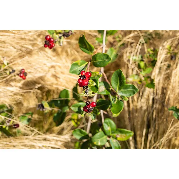 Pflanzen für dich Ziersträucher-Mix 40-60 cm - Lonicera heckrottii - Rote Beeren an einer grünblättrigen Pflanze in natürlicher Umgebung.
