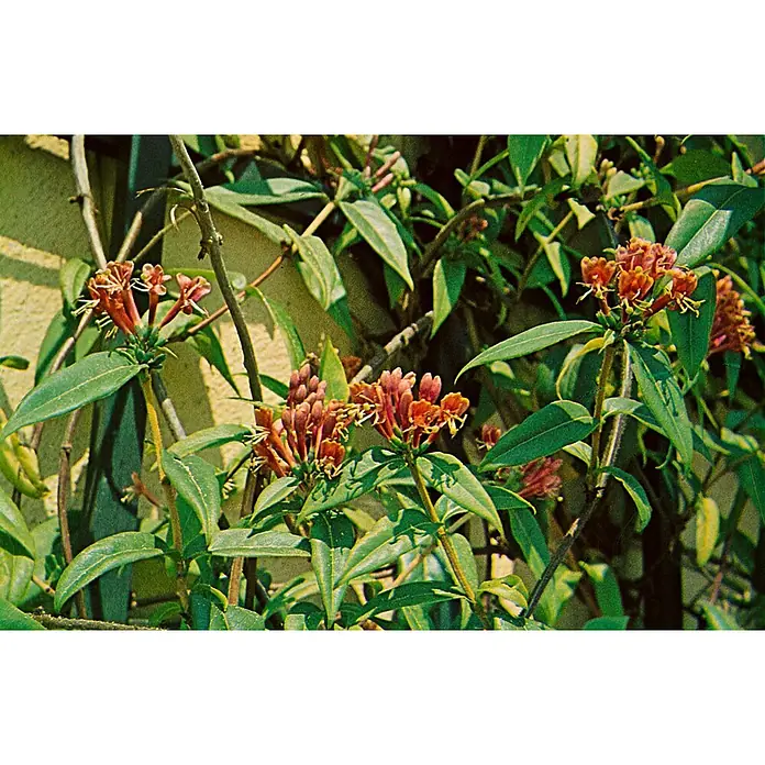 Pflanzen für dich Ziersträucher-Mix 100-150 cm - Lonicera henryi - Eine Kletterpflanze mit Büscheln kleiner, röhrenförmiger, orangeroter Blüten und grünen Blättern.