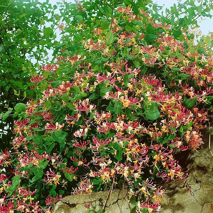 Pflanzen für dich Ziersträucher-Mix 40-60 cm - Lonicera heckrottii - Lebhaftes Geißblatt mit grünen Blättern und duftenden rosa-roten und gelb-cremefarbenen Blüten, die über eine Steinmauer kaskadieren.