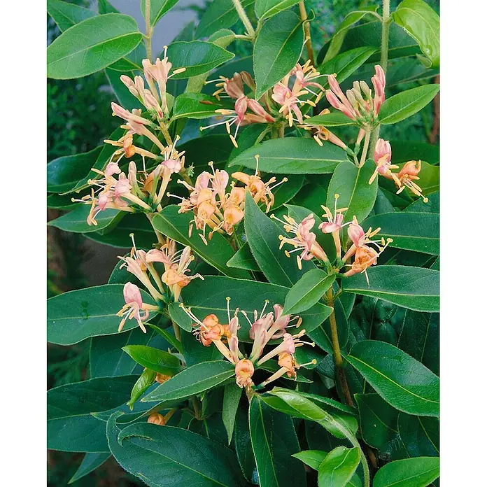 Pflanzen für dich Ziersträucher-Mix 100-150 cm - Lonicera henryi - Geißblatt-ähnliche Pflanze mit Büscheln von Pfirsich- und Rosa-Blüten und dunkelgrünen ovalen Blättern.