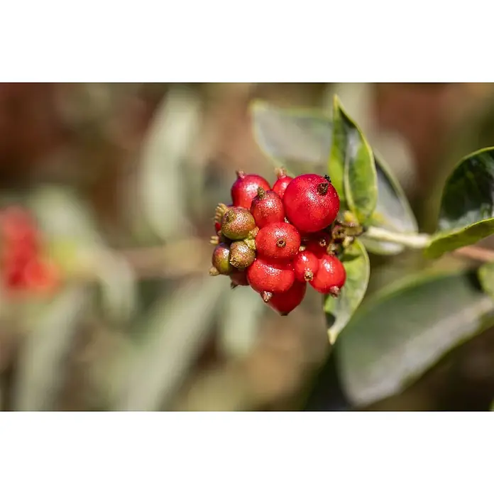 Pflanzen für dich Ziersträucher-Mix 40-60 cm - Lonicera heckrottii - Ein Bündel leuchtend roter Beeren, teils noch grün, an einem belaubten Ast.