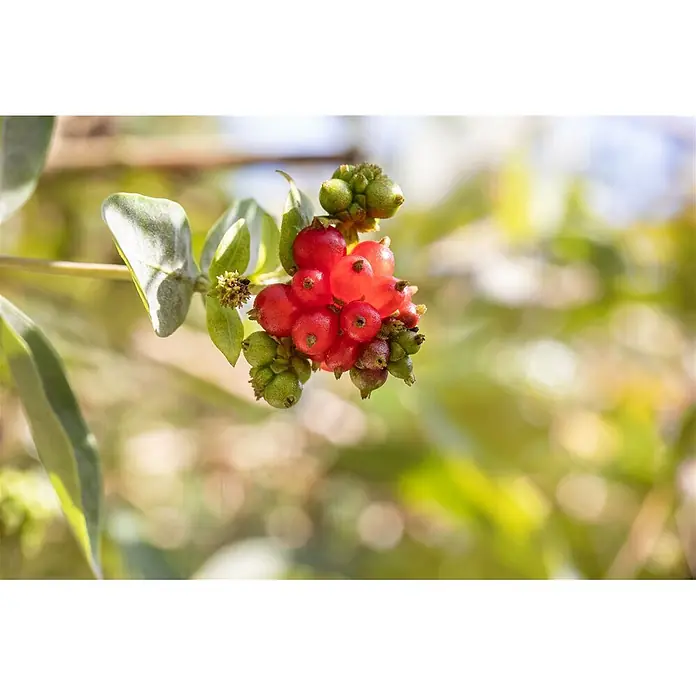 Pflanzen für dich Ziersträucher-Mix 40-60 cm - Lonicera heckrottii - Ein Bündel leuchtend roter Beeren gemischt mit unreifen grünen Beeren und kleinen Blättern an einem Ast.