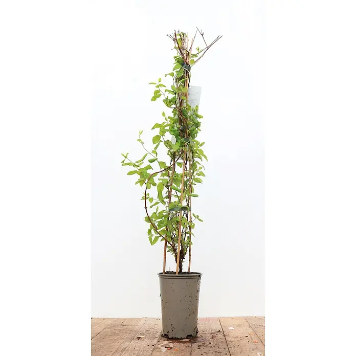 Pflanzen für dich Ziersträucher-Mix 60-100 cm - Lonicera japonica 'Halliana' - Grüne Kletterpflanze im grauen Topf mit Bambusstäben.