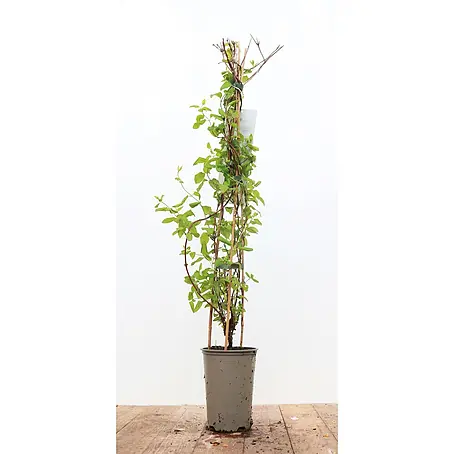 Pflanzen für dich  Ziersträucher-Mix 60-100 cm