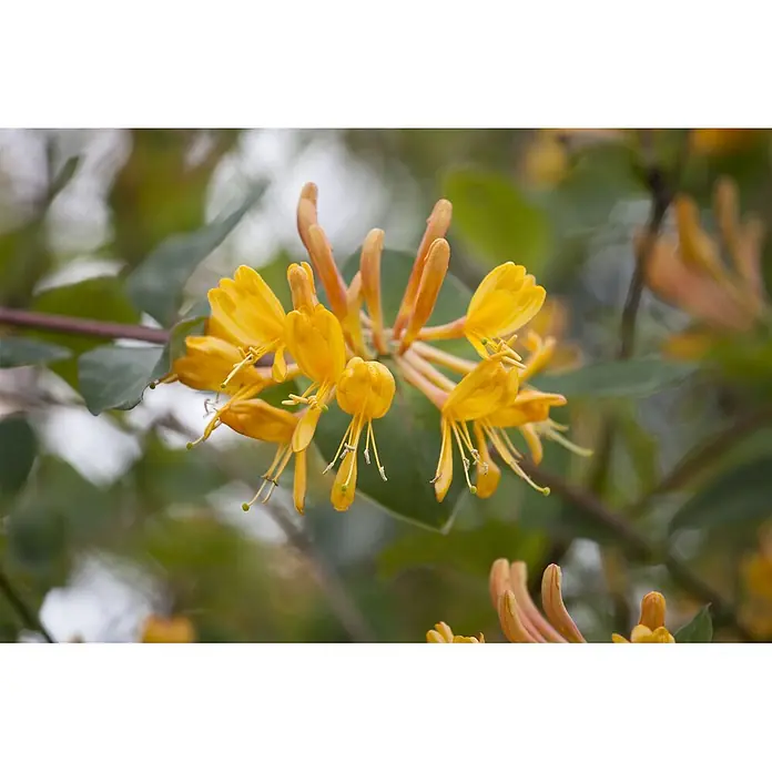 Pflanzen für dich Ziersträucher-Mix 80-100 cm - Lonicera tellmanniana - Büschel leuchtend gelber Geißblattblüten mit auffälligen Staubblättern und grünen Blättern.