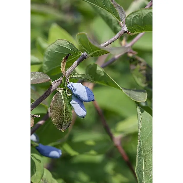 Pflanzen für dich Ziersträucher-Mix 50-60 cm - Lonicera kamtschatica 'Eisbär' - Längliche blaue Beeren reifen an einem beblätterten Pflanzenstiel.