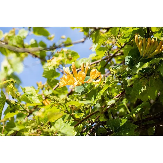 Pflanzen für dich Ziersträucher-Mix 80-100 cm - Lonicera tellmanniana - Leuchtend gelbe Geißblattblüten blühen zwischen grünen Blättern vor blauem Himmel.