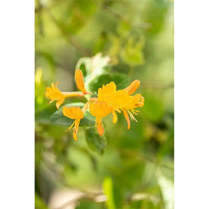 Pflanzen für dich Ziersträucher-Mix 80-100 cm - Lonicera tellmanniana - Nahaufnahme einer Gruppe leuchtend gelb-orangener Geißblattblüten mit grünen Blättern.
