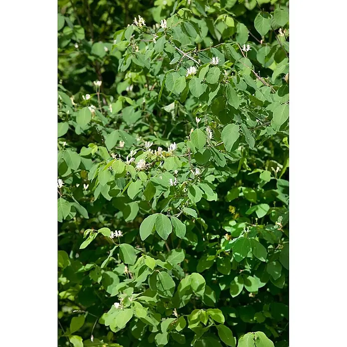 Pflanzen für dich Ziersträucher-Mix 60-100 cm - Lonicera xylosteum - Ein grüner Strauch mit kleinen weißen Röhrenblüten.