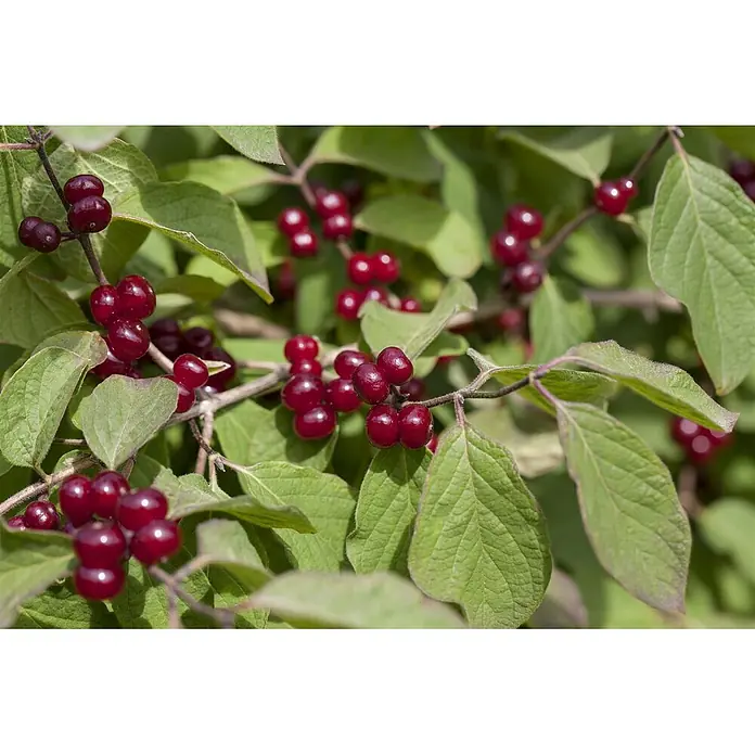 Pflanzen für dich Ziersträucher-Mix 60-100 cm - Lonicera xylosteum - Satte grüne Blätter und Äste mit leuchtend roten Beerenbüscheln.