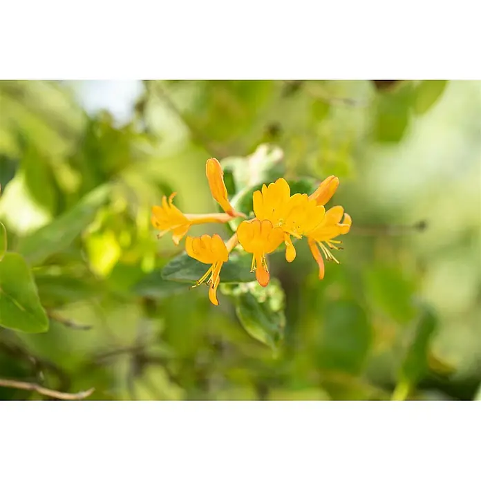 Pflanzen für dich Ziersträucher-Mix 80-100 cm - Lonicera tellmanniana - Gruppe leuchtend gelber Geißblattblüten mit grünem Laub.