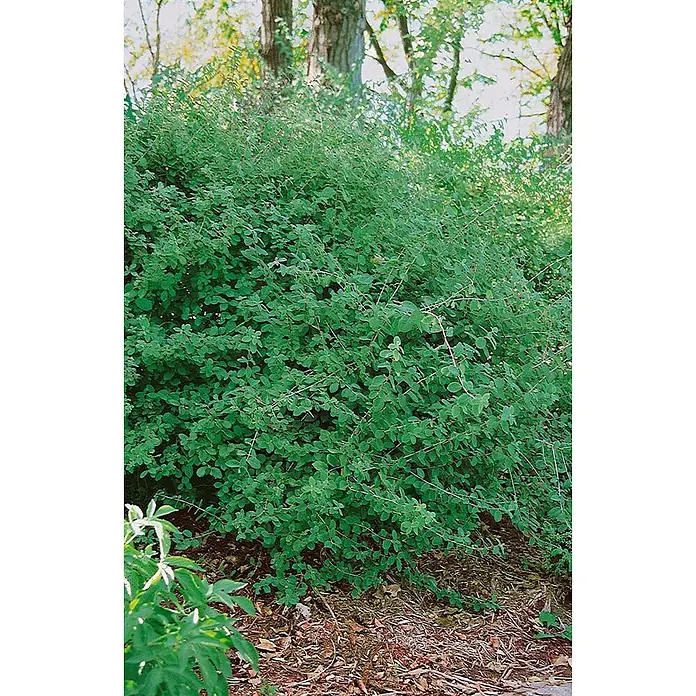 Pflanzen für dich Ziersträucher-Mix 60-100 cm - Lonicera xylosteum - Üppiger grüner Strauch mit dichtem Laub und sichtbaren holzigen Stielen im Freien, umgeben von natürlichem Bodendecker und Bäumen.