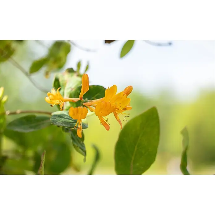 Pflanzen für dich Ziersträucher-Mix 80-100 cm - Lonicera tellmanniana - Leuchtend orangefarbene Geißblattblüten an einem grünen, belaubten Ast.