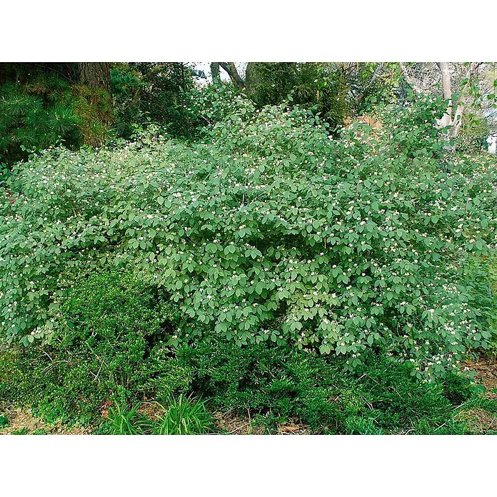Pflanzen für dich Ziersträucher-Mix 60-100 cm - Lonicera xylosteum - Großer, dichter grüner Strauch mit vielen kleinen weißen und hellgelben Blüten.