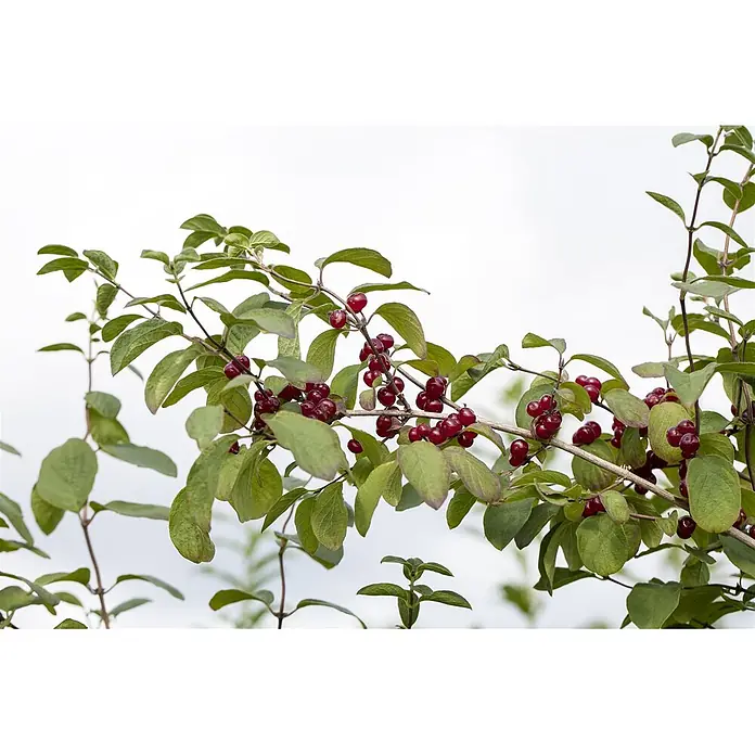 Pflanzen für dich Ziersträucher-Mix 60-100 cm - Lonicera xylosteum - Ast mit grünen Blättern und Trauben leuchtend roter Beeren.