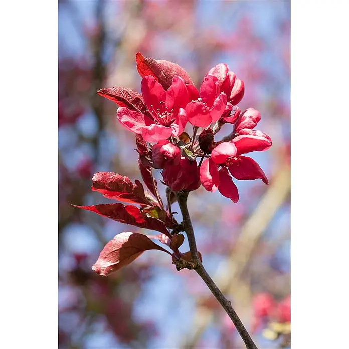 Pflanzen für dich Apfelbaum 60-100 cm -  - Lebendige rote Blüten und rötlich-braune Blätter an einem Ast.