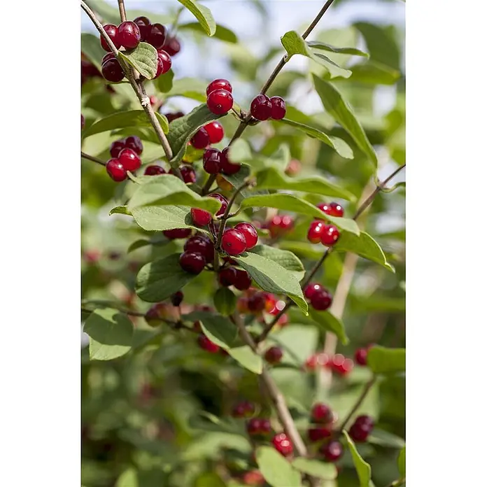 Pflanzen für dich Ziersträucher-Mix 60-100 cm - Lonicera xylosteum - Leuchtend rote Beeren an einem Ast mit grünen Blättern.