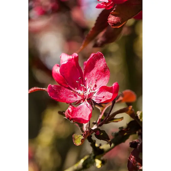 Pflanzen für dich Apfelbaum 60-100 cm -  - Eine einzelne, leuchtend pink-rote Blüte mit deutlichen Staubgefäßen blüht vor einem unscharfen Naturhintergrund.