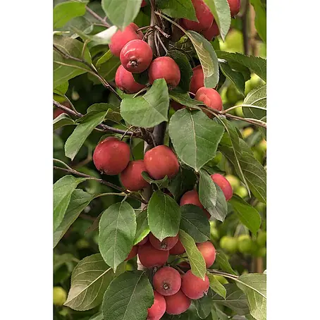 Pflanzen für dich  Apfelbaum 100-125 cm