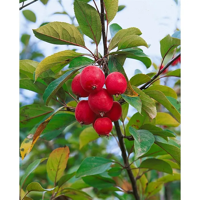 Pflanzen für dich Apfelbaum 100-125 cm -  - Traube kleiner, roter, runder Früchte an einem belaubten Zweig mit grünen Blättern.