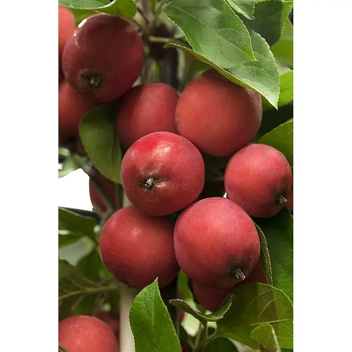 Pflanzen für dich Apfelbaum 100-125 cm -  - Traube reifer roter Äpfel an einem Ast, umgeben von grünen Blättern.