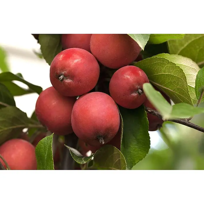 Pflanzen für dich Apfelbaum 100-125 cm -  - Kleine rote Zieräpfel dicht an einem Ast mit grünen Blättern.