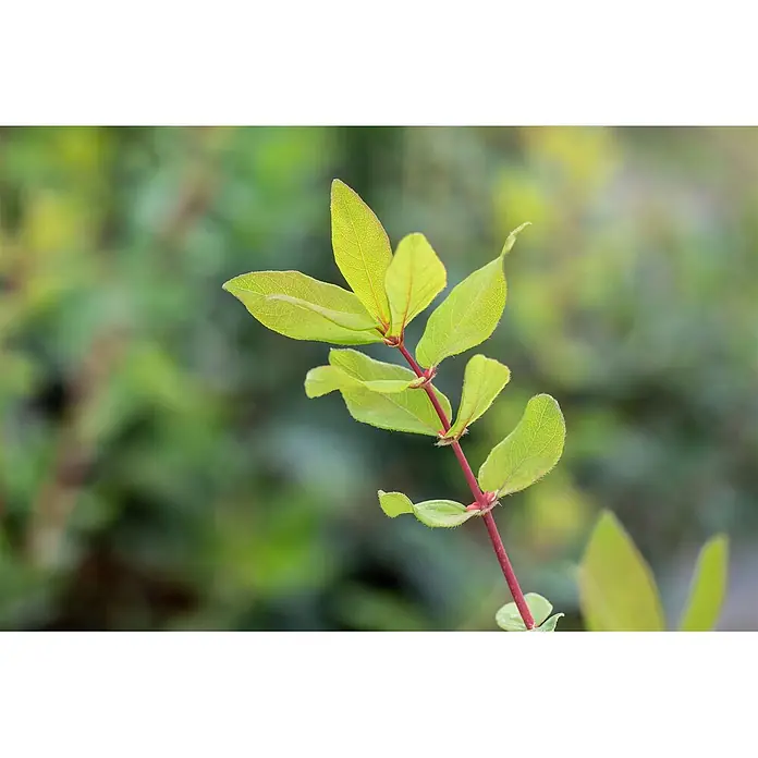 Pflanzen für dich Ziersträucher-Mix 30-40 cm - Lonicera kamtschatica - Leuchtend hellgrüne Blätter mit feiner Äderung an einem kontrastierenden roten Stiel.