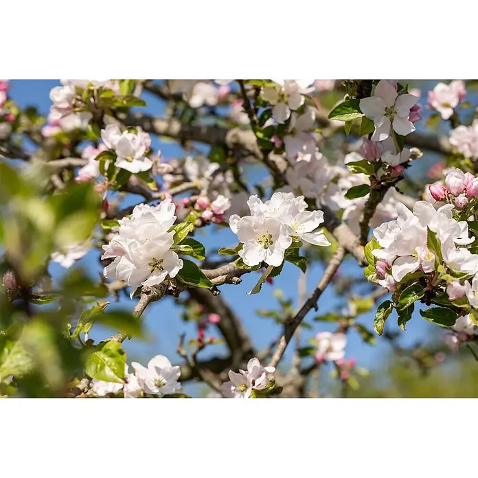 Pflanzen für dich Apfelbaum 60-100 cm -  - Nahaufnahme weißer und rosa Apfelblüten an Zweigen vor blauem Himmel.