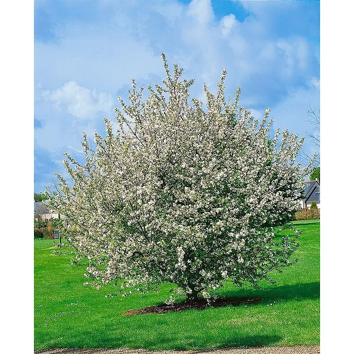 Pflanzen für dich Apfelbaum 60-100 cm -  - Ein voller, reich blühender Baum mit weißen Blüten in einer grünen Landschaft.