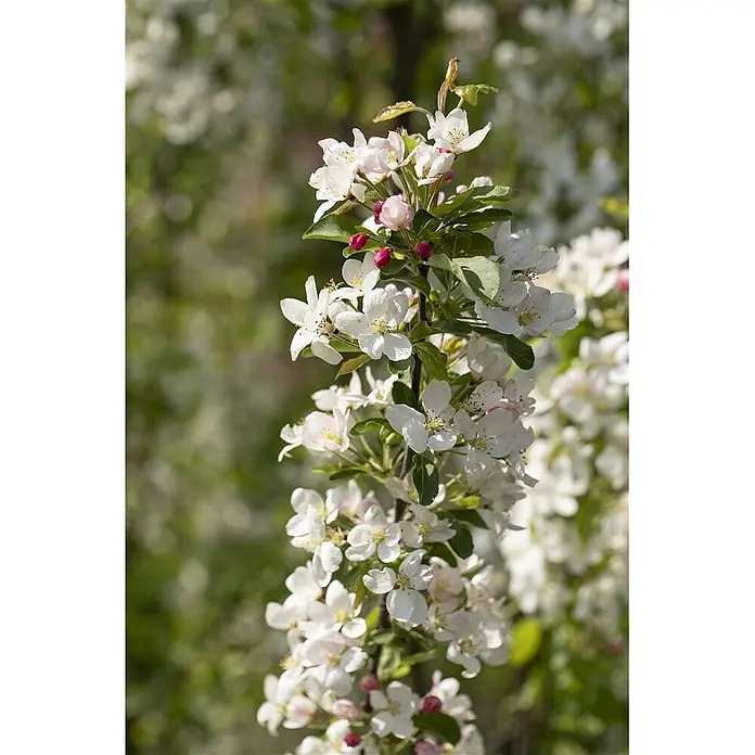 Pflanzen für dich Apfelbaum 80-100 cm -  - Nahaufnahme eines Zweiges mit dichten weißen Blüten und rosa Knospen.