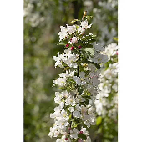 Pflanzen für dich  Apfelbaum 80-100 cm