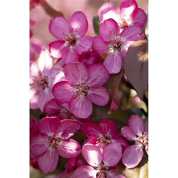 Pflanzen für dich Apfelbaum 60-100 cm -  - Gruppe leuchtend pinker Blüten mit fünf Blütenblättern und sichtbaren Staubgefäßen.