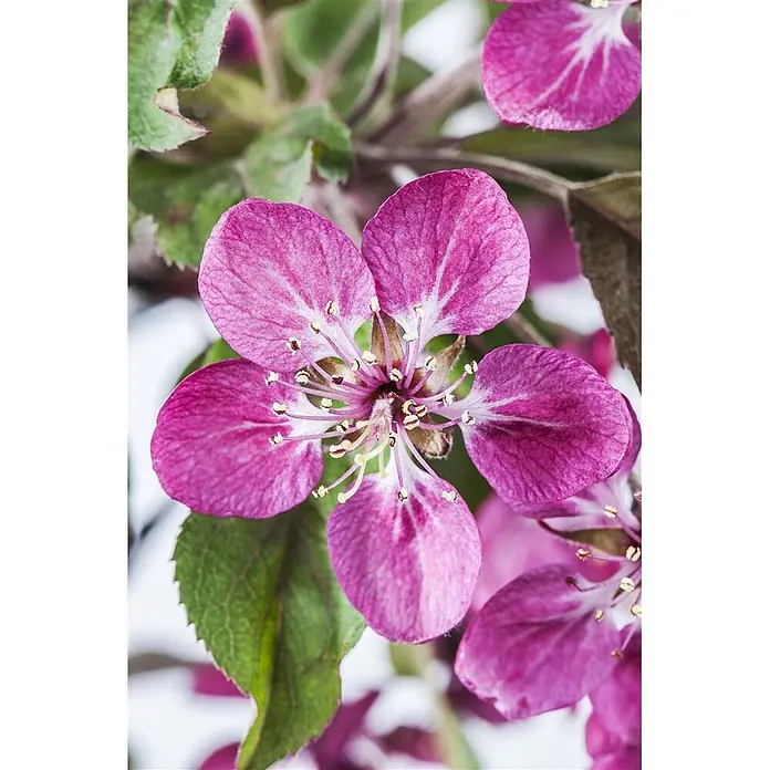 Pflanzen für dich Apfelbaum 60-100 cm -  - Nahaufnahme einer leuchtend pinken Blüte mit fünf Blütenblättern und gelber Blütenmitte.