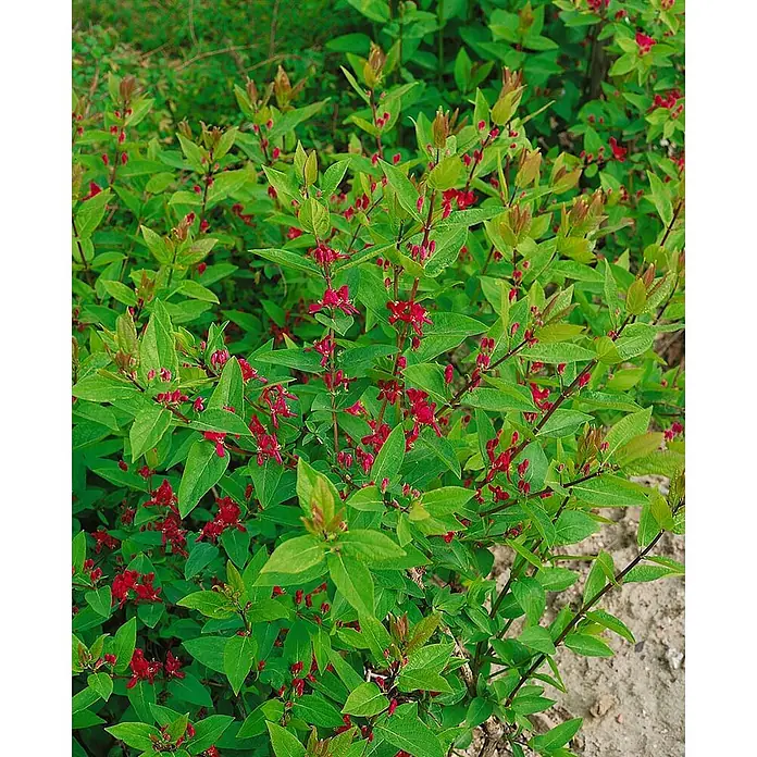 Pflanzen für dich Ziersträucher-Mix 60-100 cm - Lonicera tatarica 'Hack's Red' - Ein üppiger grüner Busch mit zahlreichen kleinen, leuchtend roten Blüten und Knospen in natürlicher Umgebung.