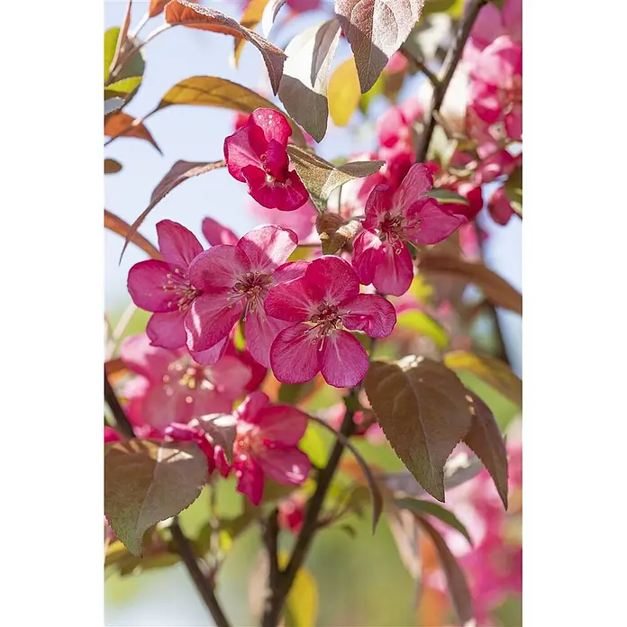 Pflanzen für dich Apfelbaum 60-100 cm -  - Leuchtend rosa Blüten und rotbraune Blätter an einem Ast.