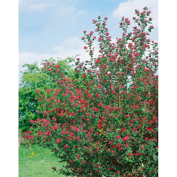 Pflanzen für dich Ziersträucher-Mix 60-100 cm - Lonicera tatarica 'Hack's Red' - Ein leuchtender Strauch mit zahlreichen kleinen roten Blüten und grünen Blättern vor hellem Himmel und Grün.