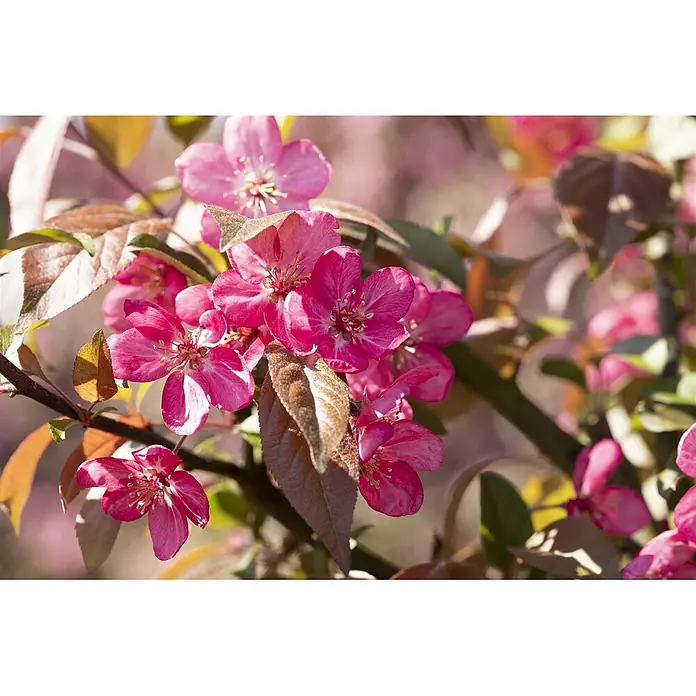 Pflanzen für dich Apfelbaum 60-100 cm -  - Nahaufnahme leuchtend pinker Blüten und rötlich-brauner Blätter an einem Baumzweig im Sonnenlicht.