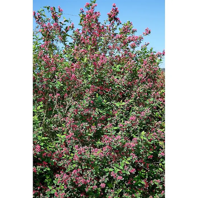 Pflanzen für dich Ziersträucher-Mix 60-100 cm - Lonicera tatarica 'Hack's Red' - Ein lebendiger Strauch mit zahlreichen kleinen rosa Blüten und grünen Blättern, der im Freien gedeiht.