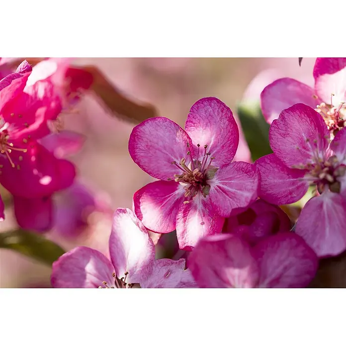 Pflanzen für dich Apfelbaum 60-100 cm -  - Strahlend rosa Blüten mit zarten Blütenblättern und markanten Staubblättern, sanft von Sonnenlicht beleuchtet.