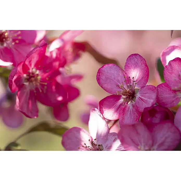 Pflanzen für dich Apfelbaum 60-100 cm -  - Leuchtend rosa Blüten mit sichtbaren Staubgefäßen, nah aufgenommen in sanftem Naturlicht.