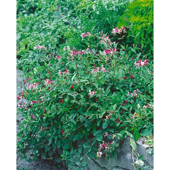 Pflanzen für dich Ziersträucher-Mix 40-60 cm - Lonicera periclymenum 'Serotina' - Eine lebendige Heckenkirschenpflanze mit grünen Blättern, zarten rosa-weißen Blüten und leuchtend roten Beeren, die über eine Steinmauer wächst.