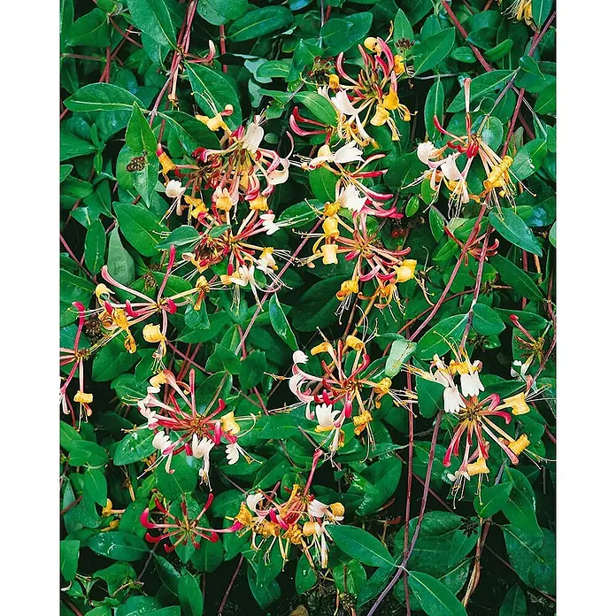 Pflanzen für dich Ziersträucher-Mix 40-60 cm - Lonicera periclymenum 'Serotina' - Lebhafte Geißblattblüten in Gelb, Weiß und Rosa an einer belaubten Ranke.
