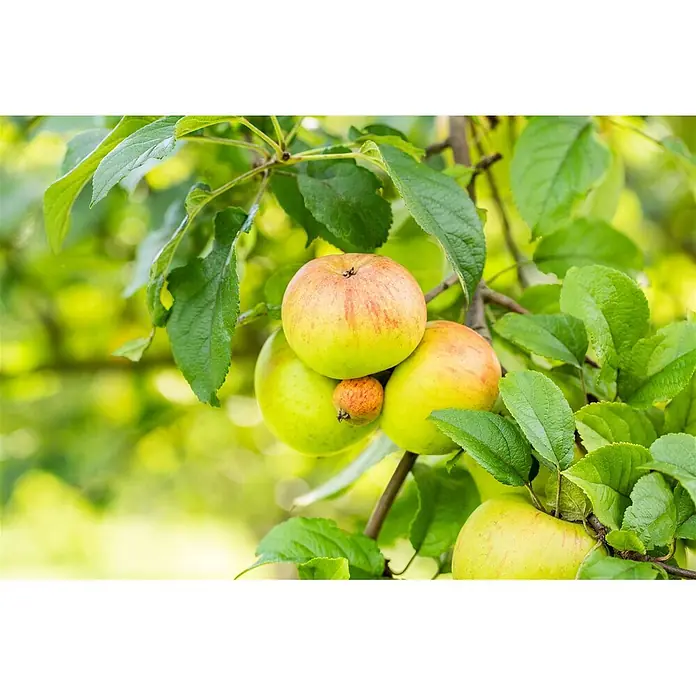 Pflanzen für dich Apfelbaum Apfel 'Roter Berlepsch' 7,5 Liter -  - Büschel reifer grüner und roter Äpfel, plus ein kleiner verschrumpelter Apfel, hängend an einem Ast mit grünen Blättern.